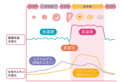 女性ホルモンが増える